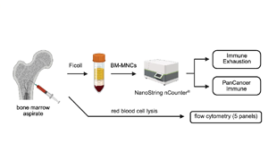 在白血病發生之前，慢性炎癥重塑了骨髓微環境
